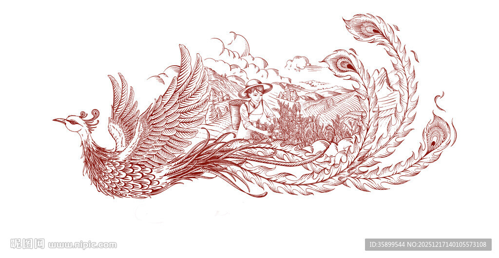 手绘 凤凰单丛 插画 茶叶包装