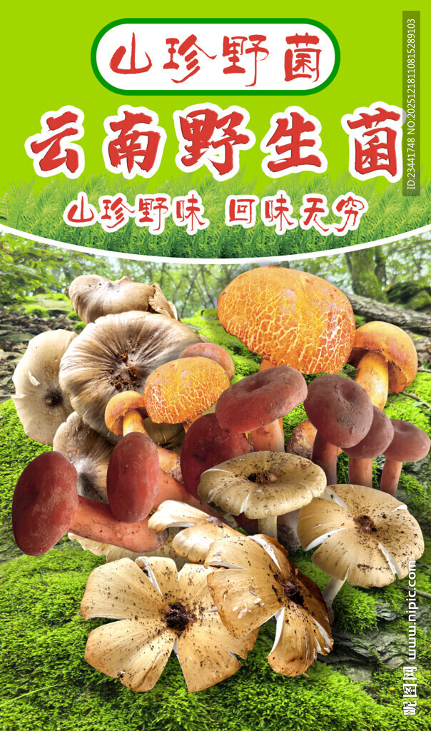 云南野生菌