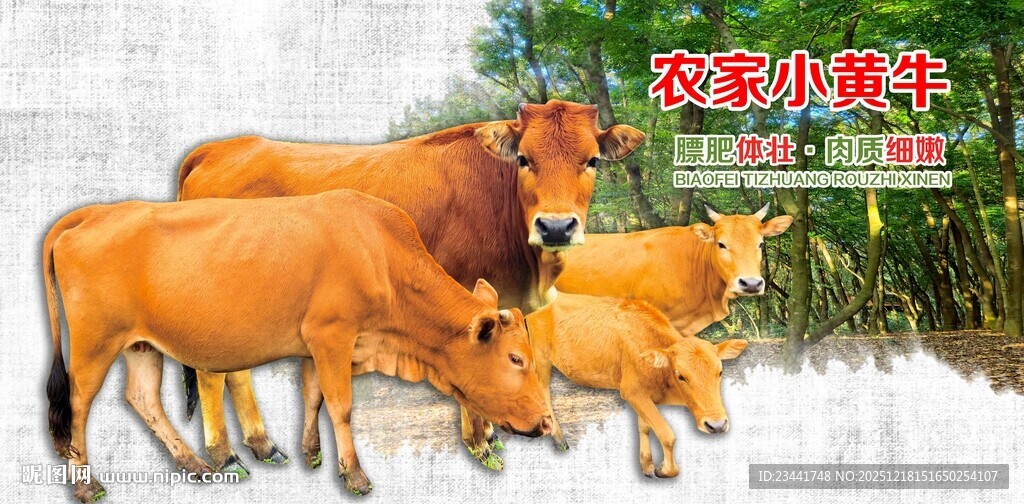 农家小黄牛
