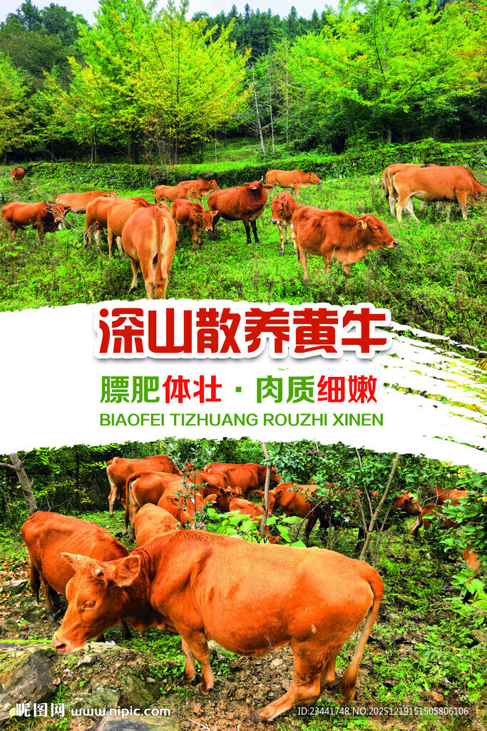 深山散养黄牛