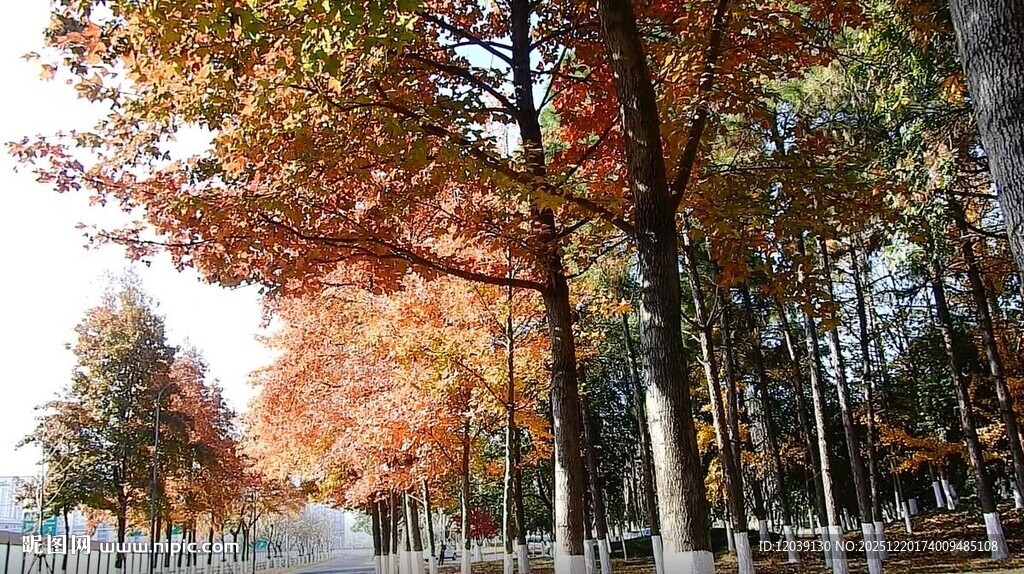 秋天枫树树林实拍视频