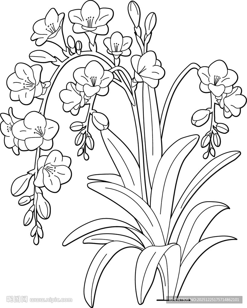 手绘线条风的优雅兰花图 矢量图