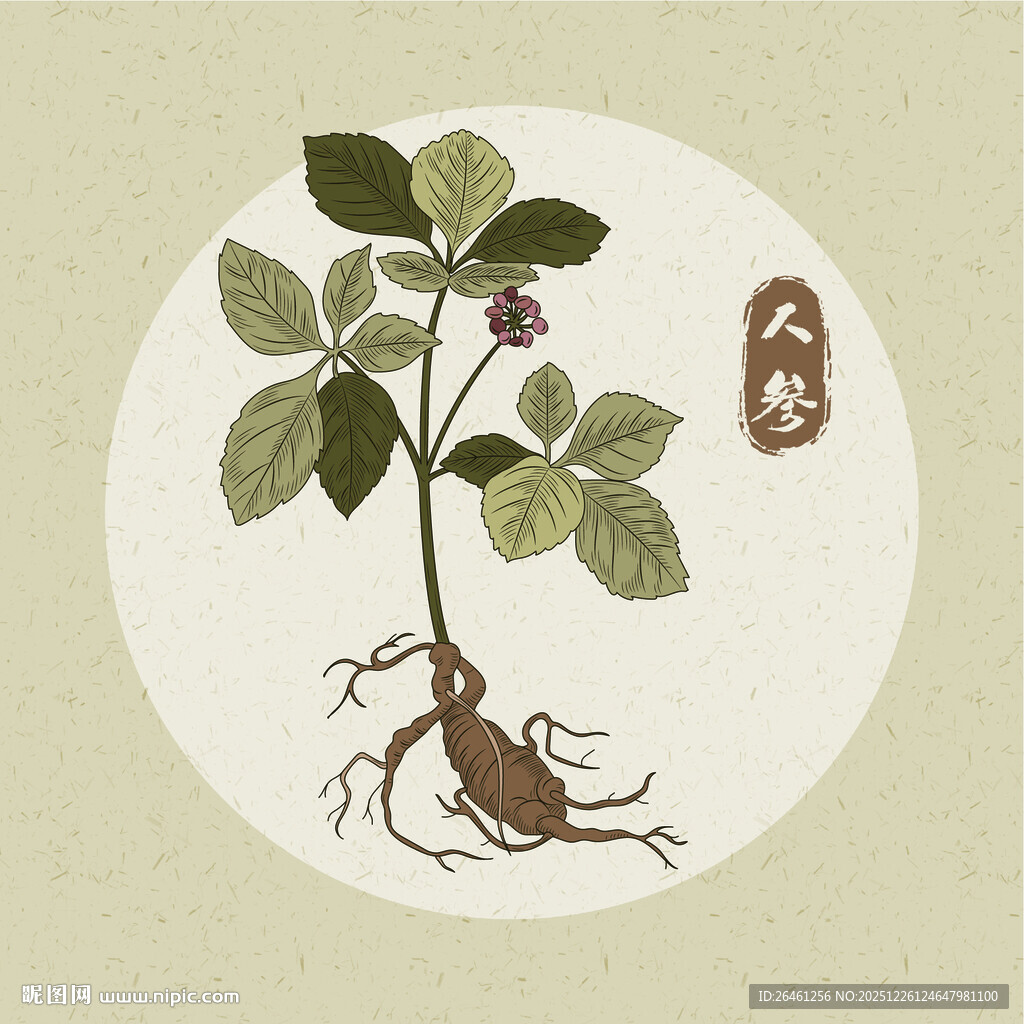 手绘矢量人参植物插画