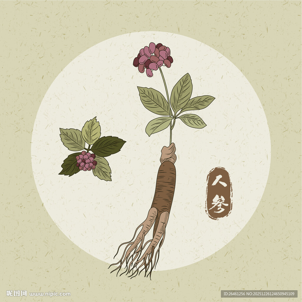 矢量人参植株插画展示