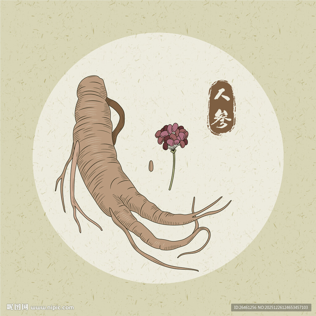 矢量传统中药材人参灵芝图案