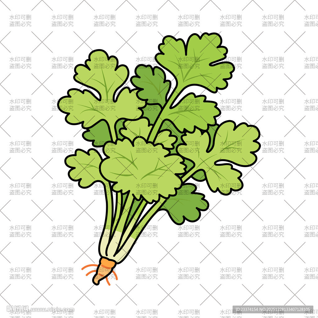 新鲜香菜插画