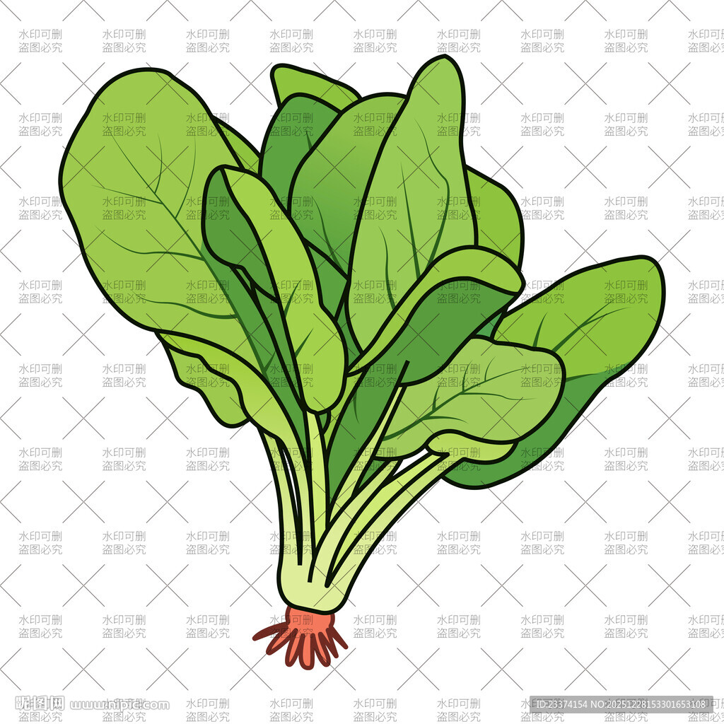 新鲜菠菜插画