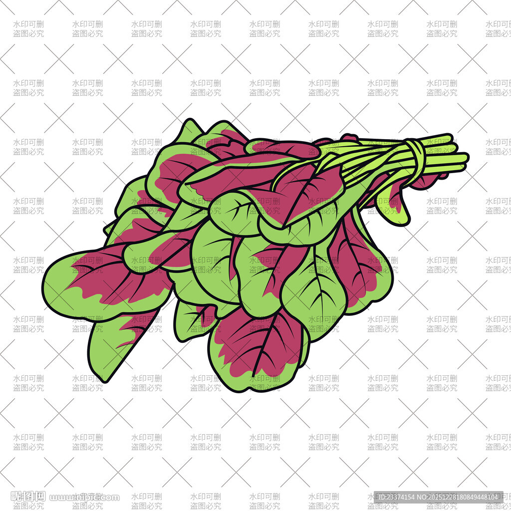 彩色苋菜插画