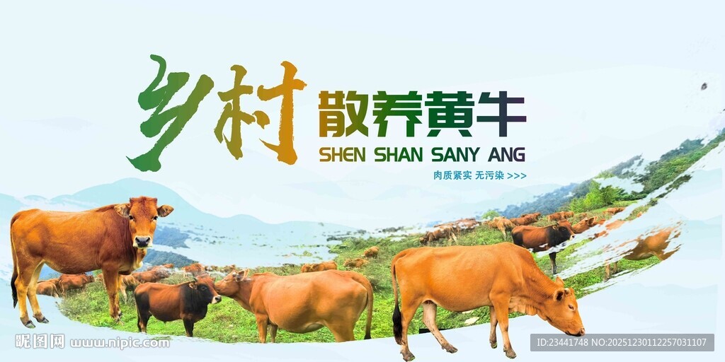 乡村散养黄牛
