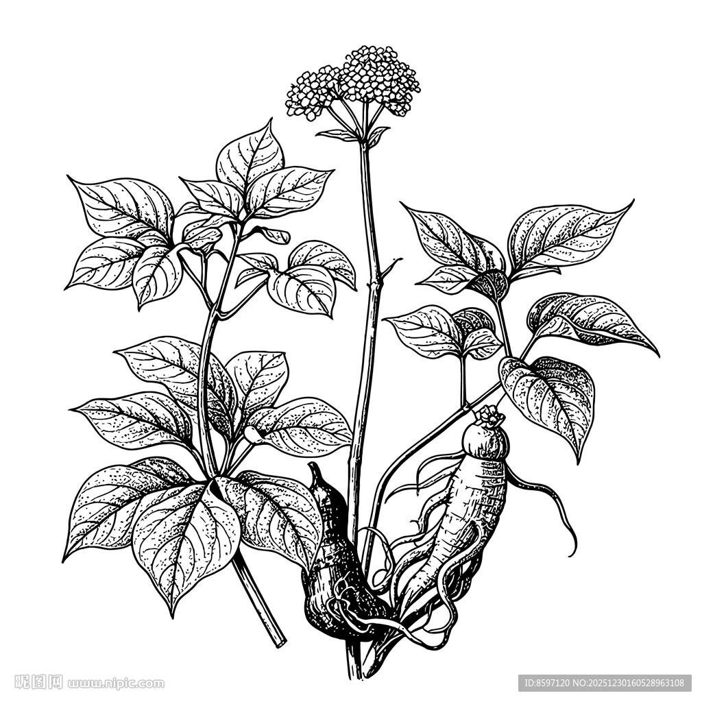 中草药人参线条插画