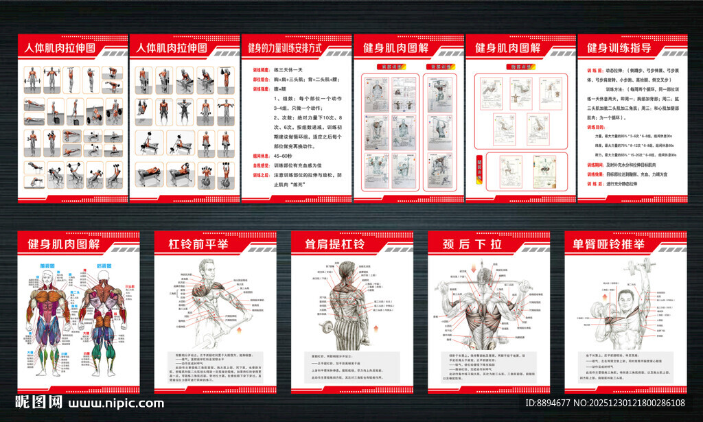 健身房广告肌肉图解