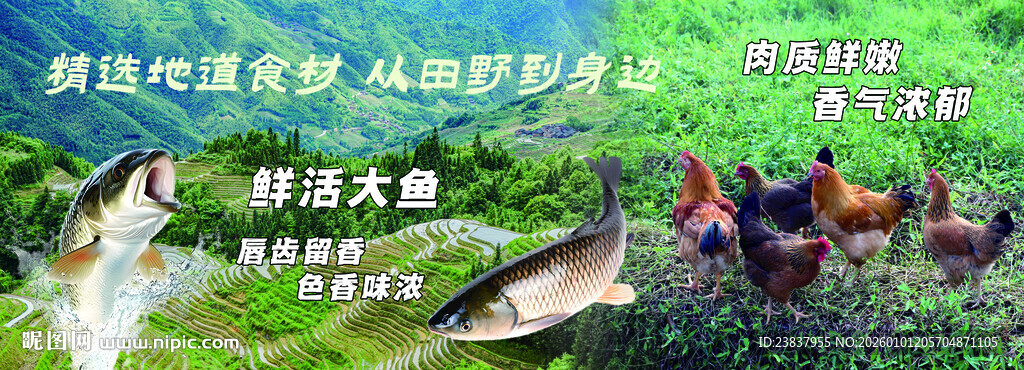 乡野村庄 鲜活鸡鱼