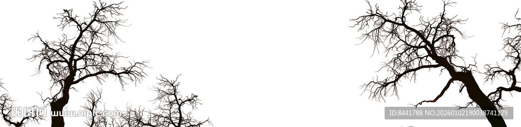枯树枝剪影