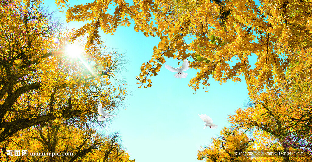 秋日林间阳光斑驳景象