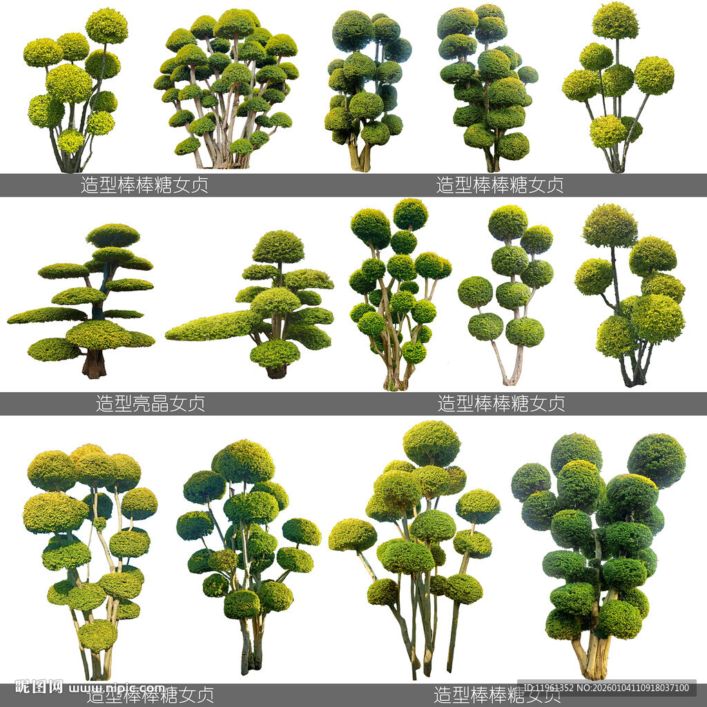 造型棒棒糖亮晶女贞