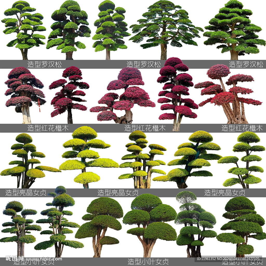 景观植物造型树