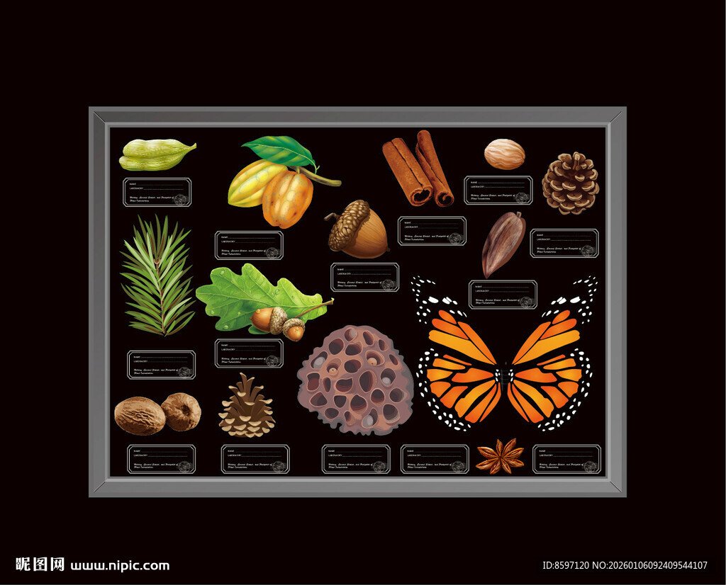 蝴碟标本装饰挂画