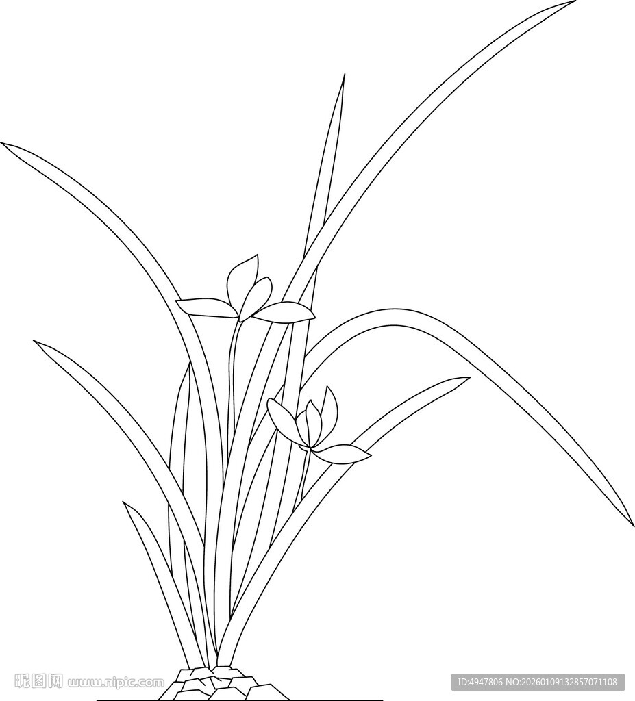 兰花线稿图 矢量图