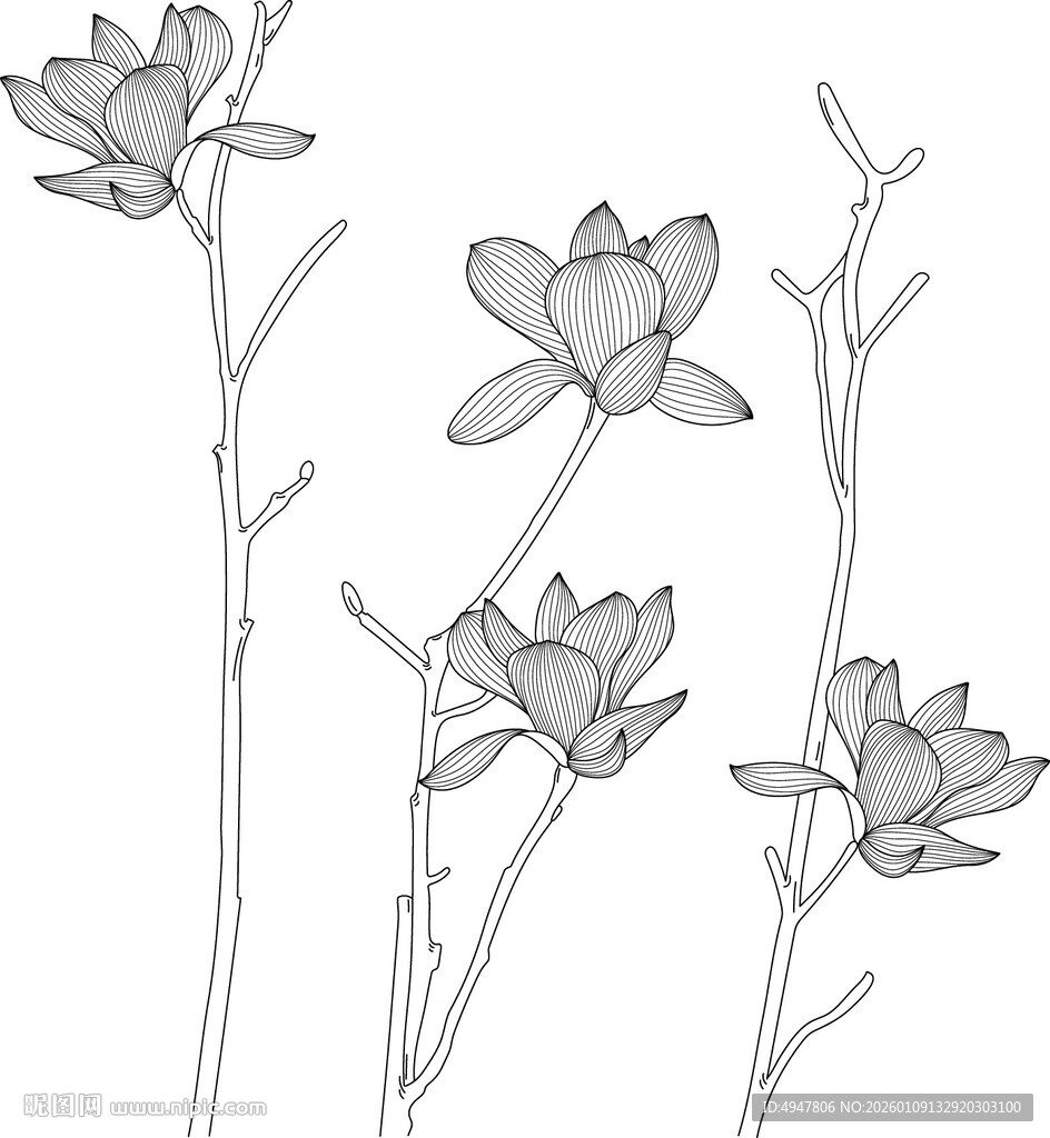 玉兰花枝线稿图 矢量图