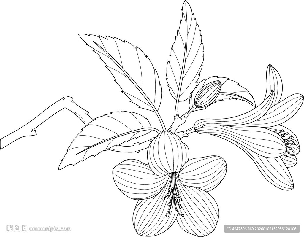 手绘花卉线条图 矢量图 徽派