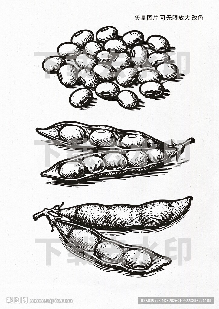 矢量手绘黄豆