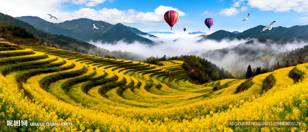 梯田油菜花