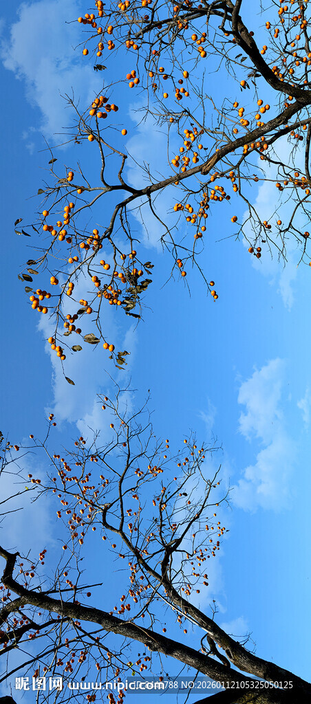 蓝天枯枝展现自然之美