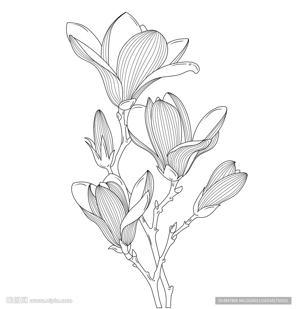 玉兰花手绘线条插画 矢量图