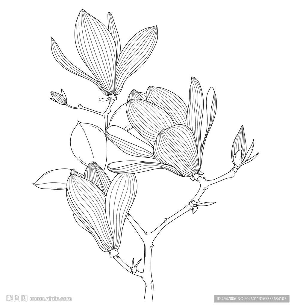 玉兰花枝线描图 矢量图