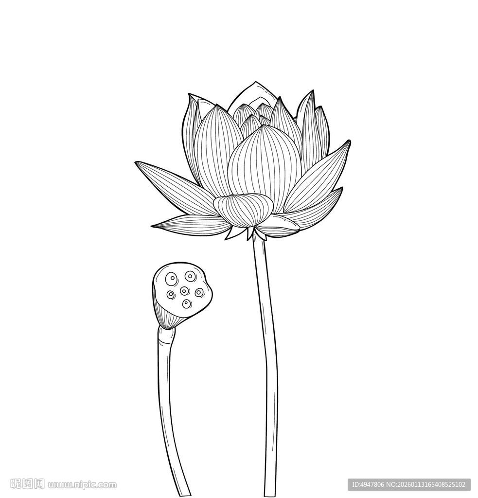 手绘莲花图 荷花 矢量图