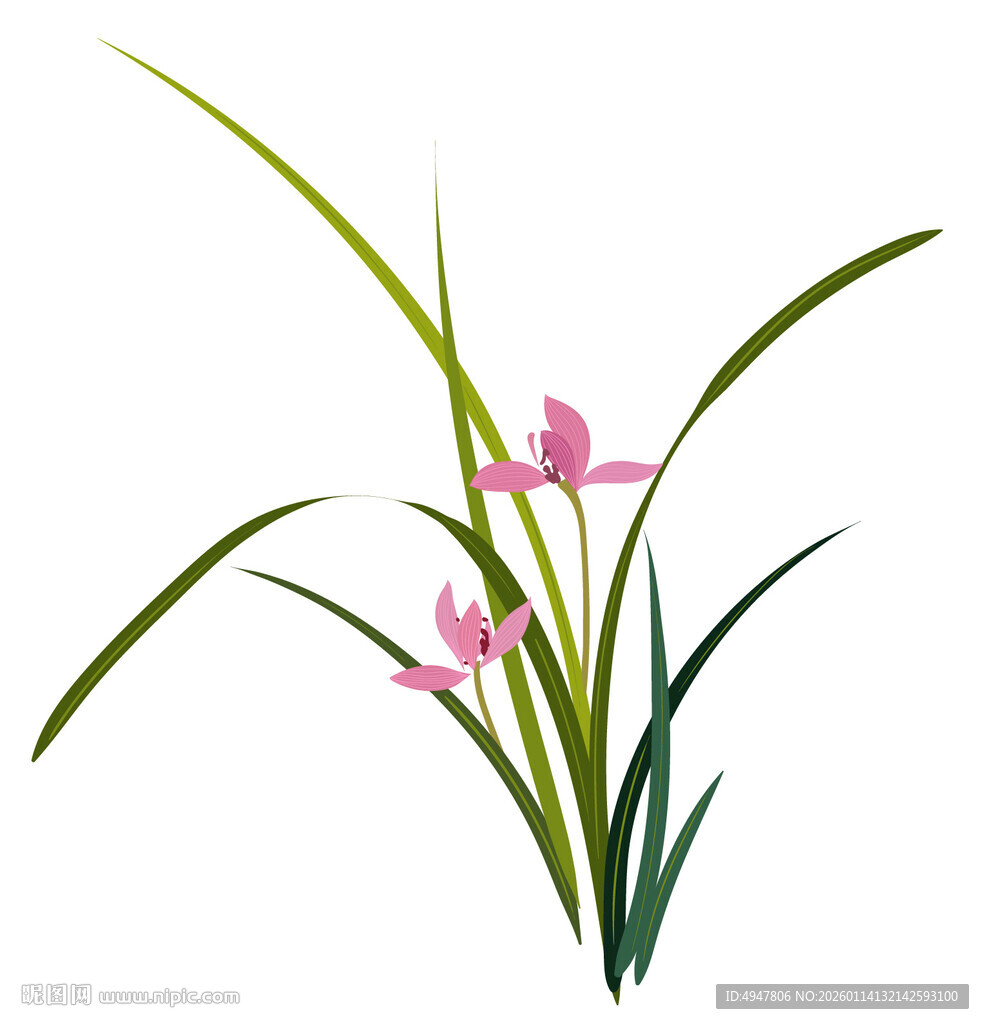 粉色兰花插画 矢量图