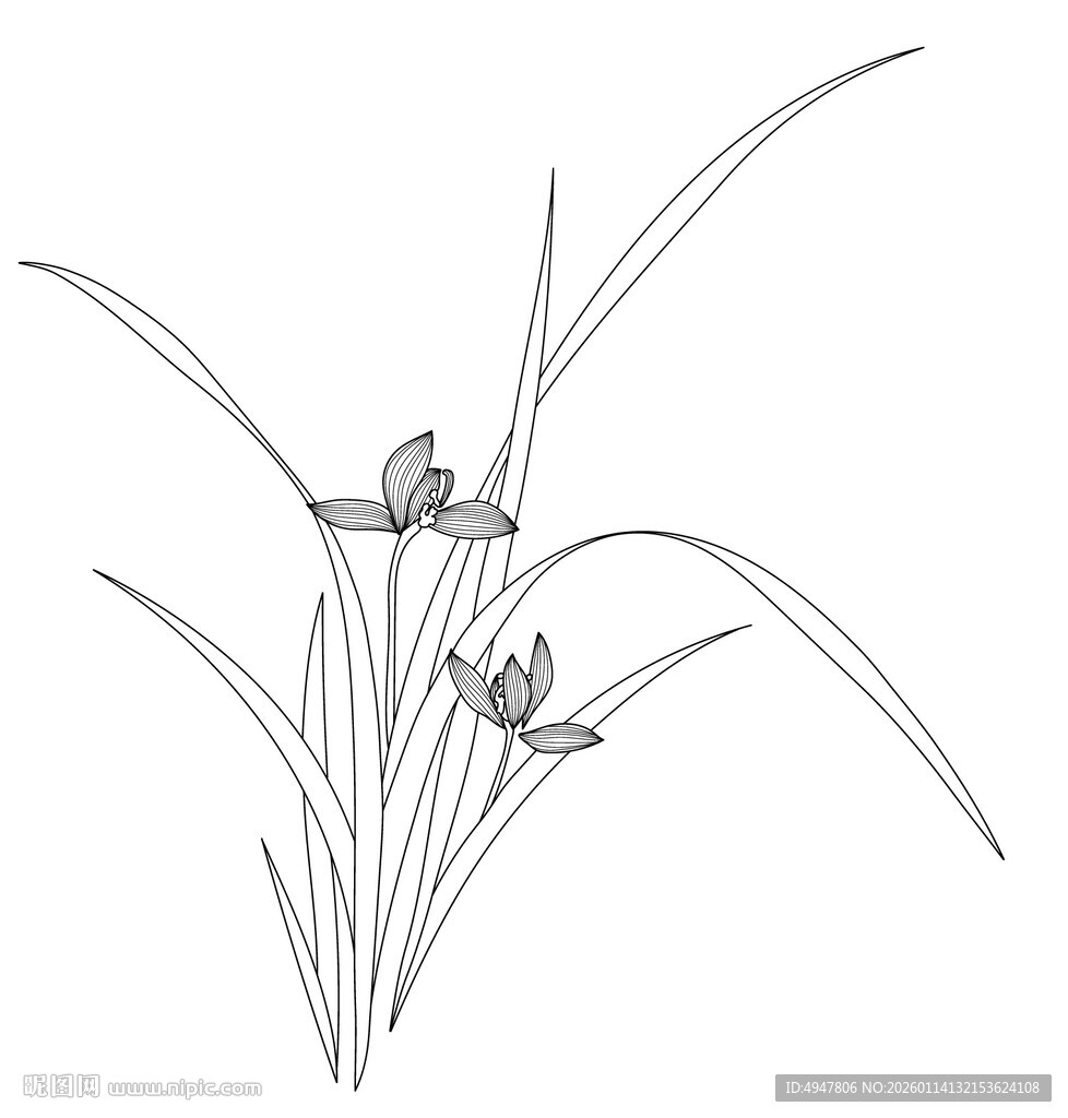兰花线描图 矢量图
