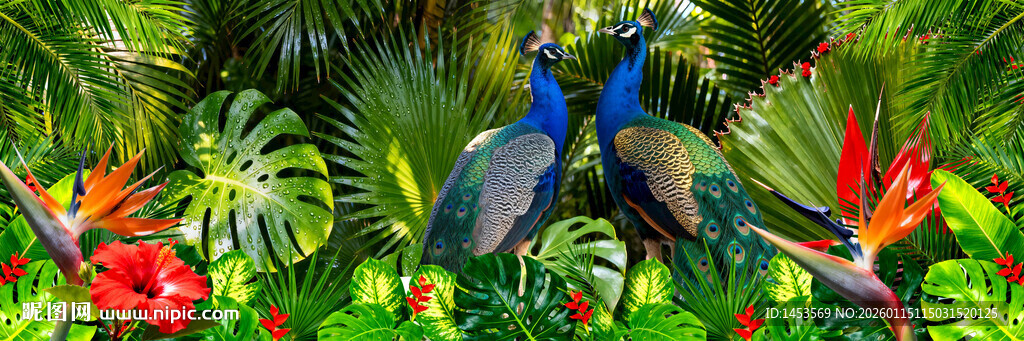 热带植物孔雀背景