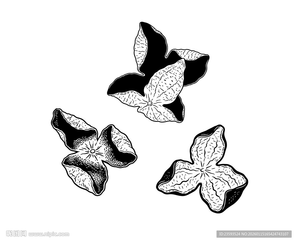 陈皮水墨风轮廓线稿矢量图