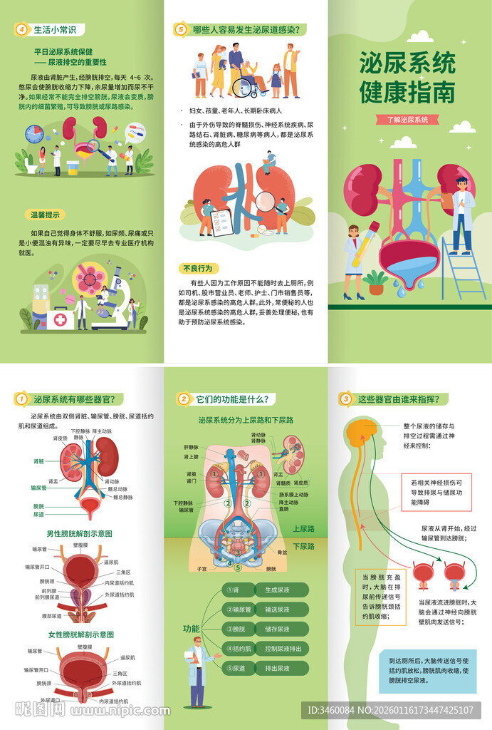 三折页 泌尿系统健康指南