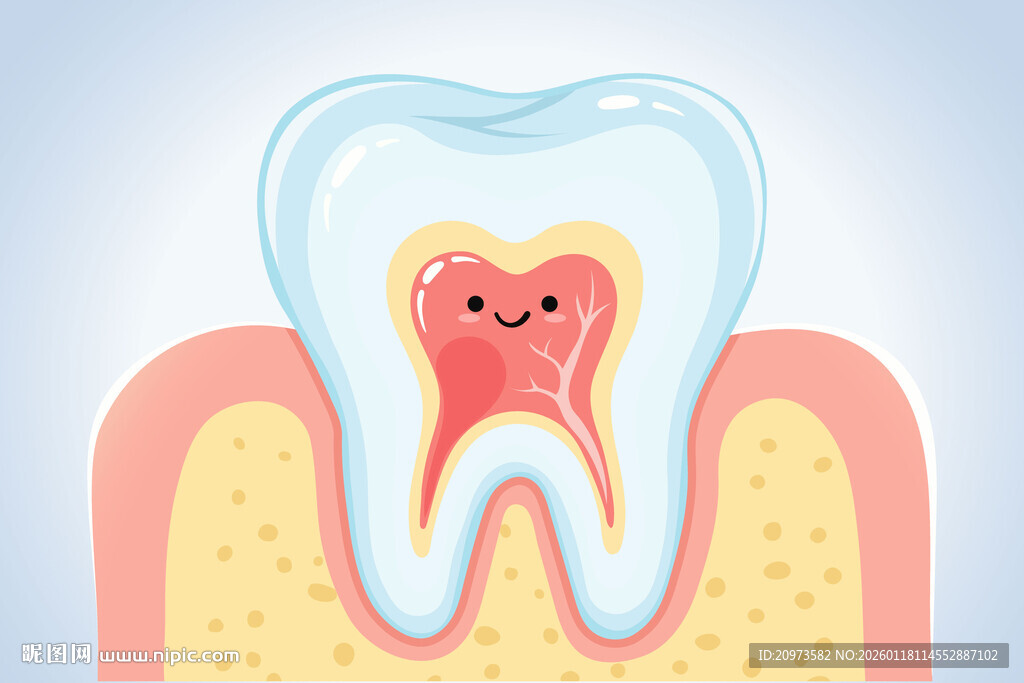 卡通牙齿内部结构展示图