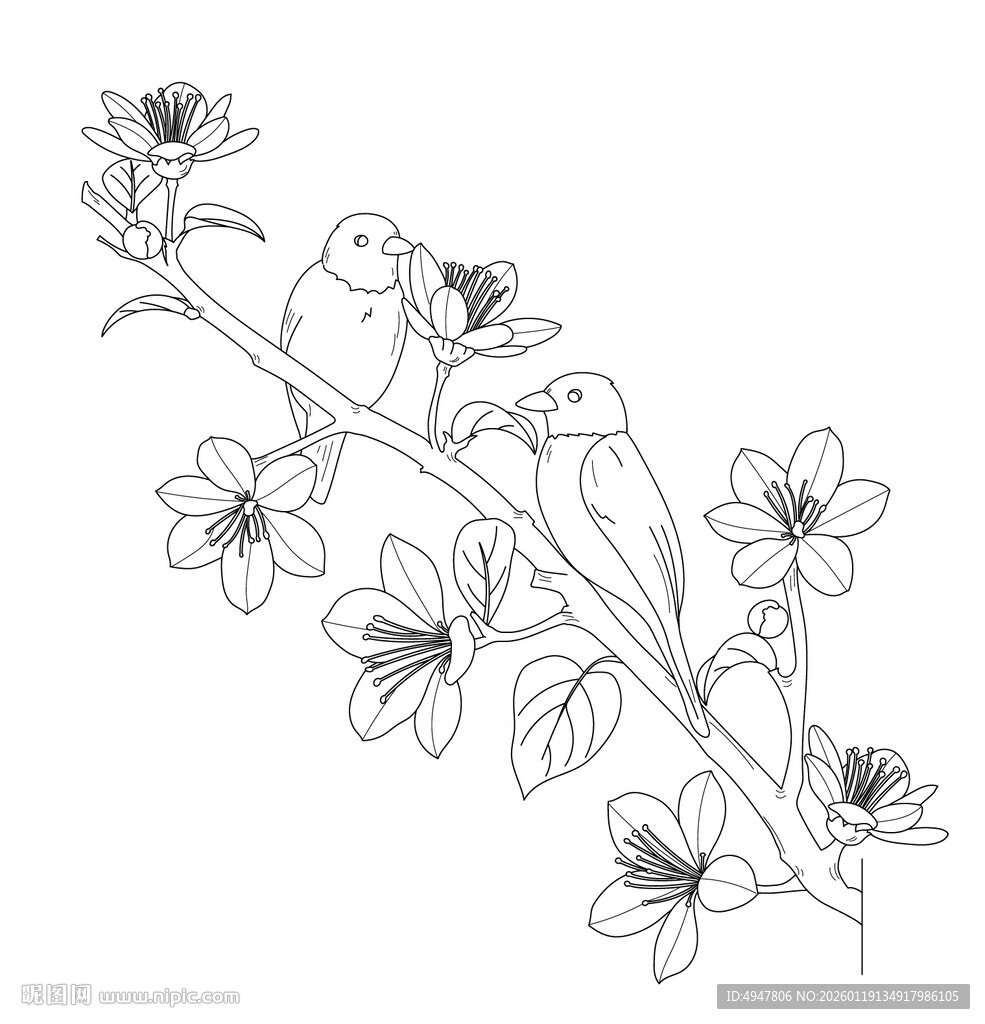 花鸟工笔线描图 矢量图