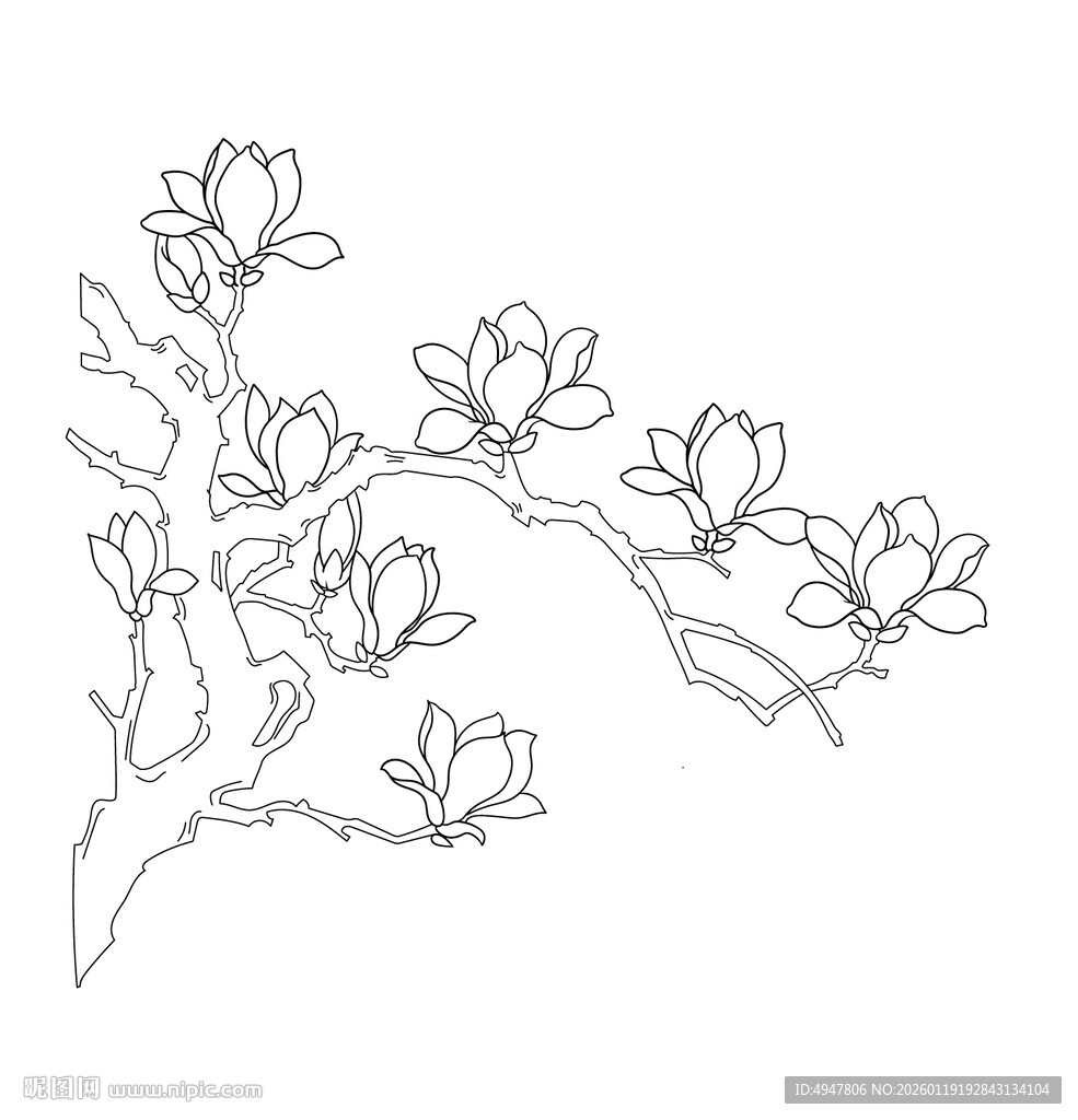 玉兰花枝线描图 矢量图
