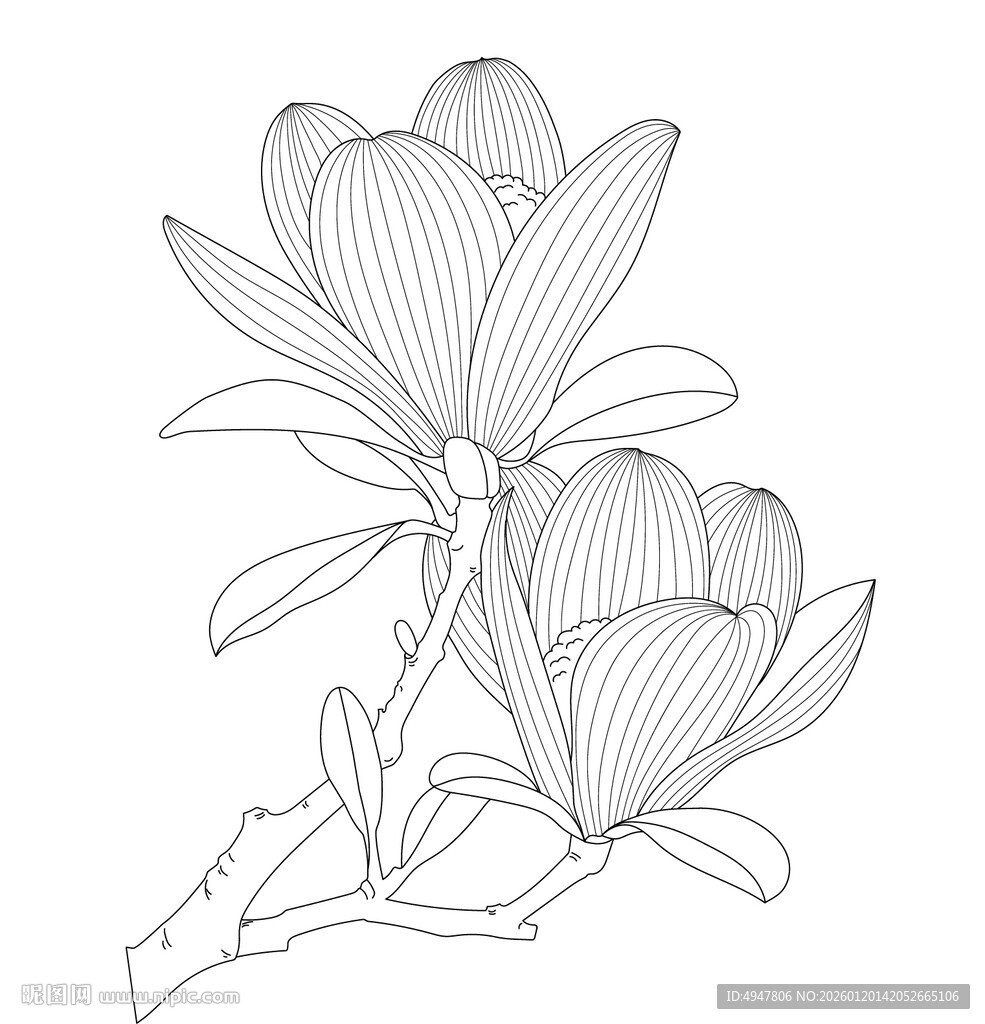 玉兰花线描图 矢量图