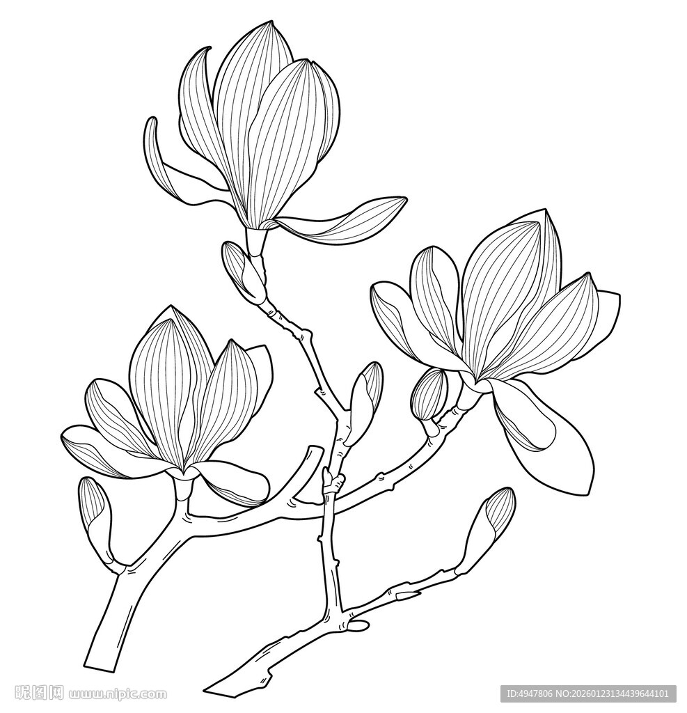 玉兰花枝线描图 矢量图