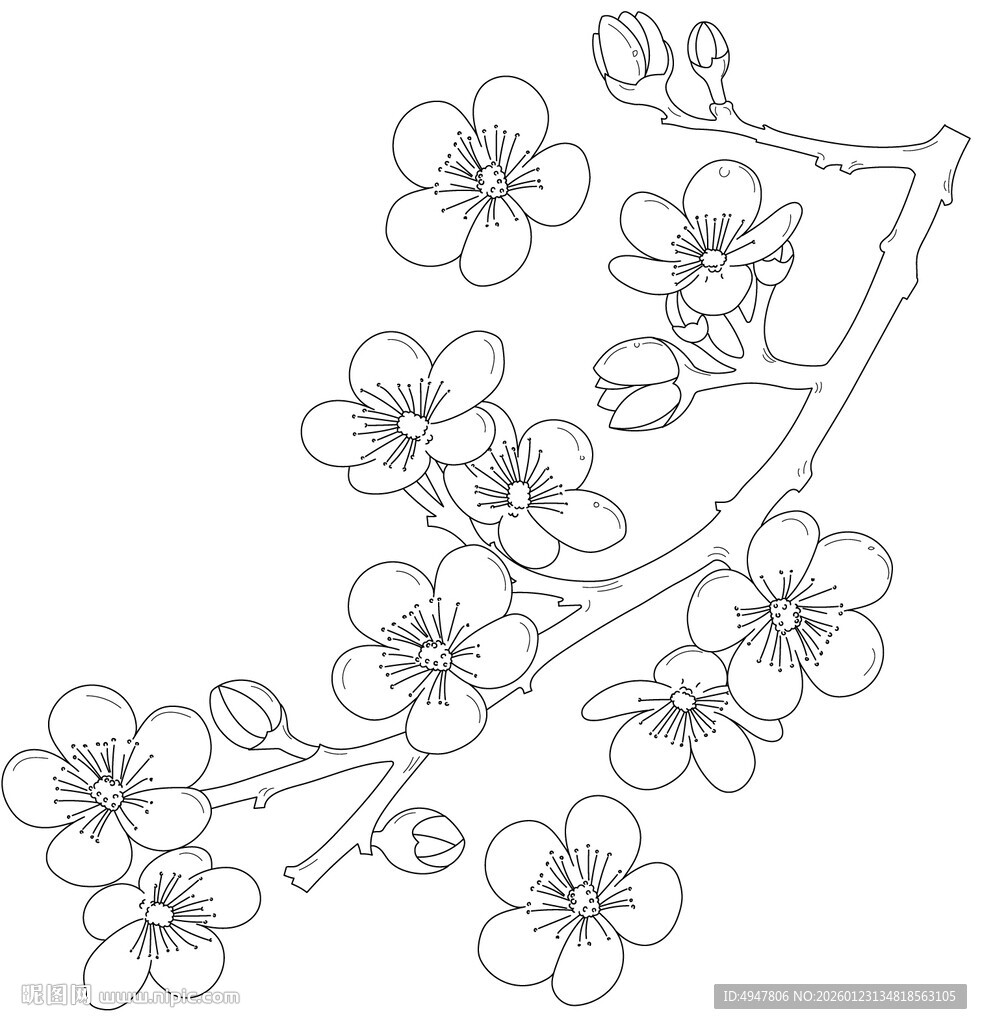 手绘樱花枝线稿 矢量图