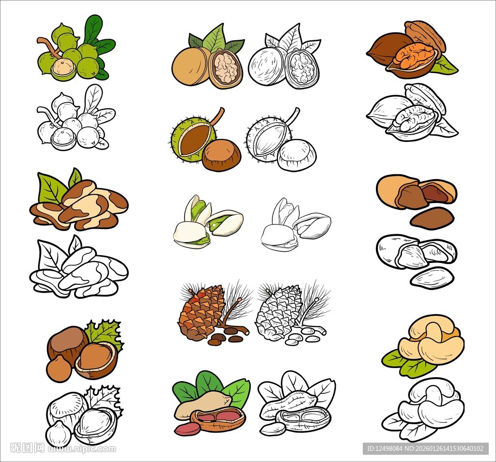 手绘坚果 