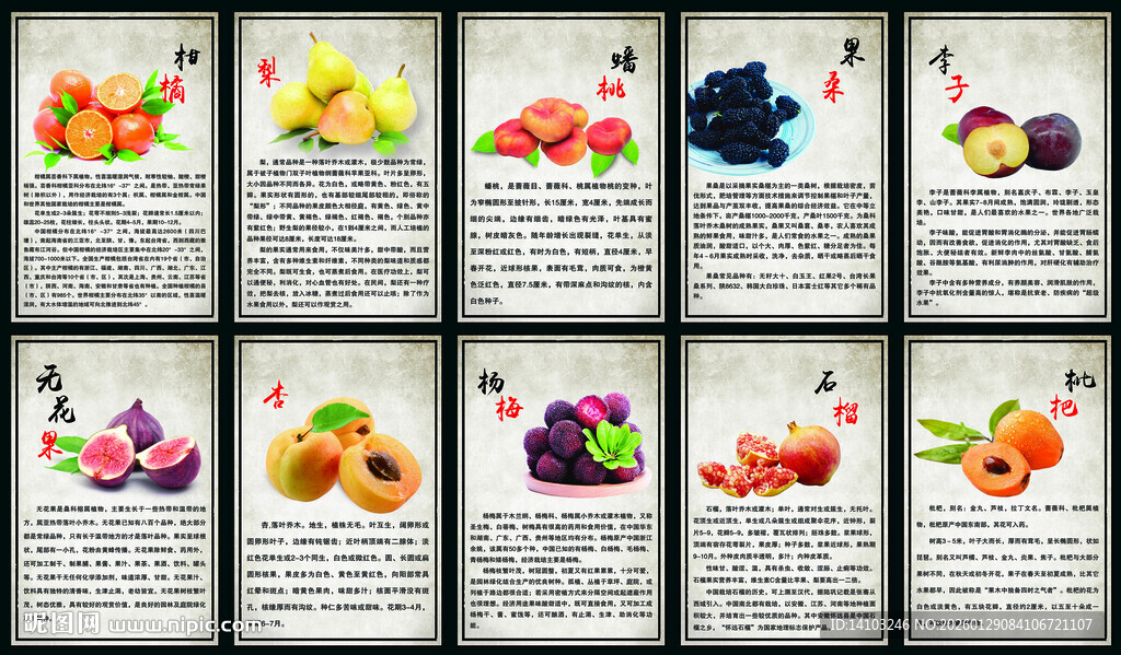 多彩水果插画展示