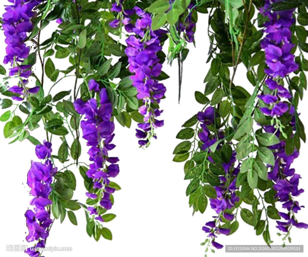 垂挂紫藤花 清新自然美