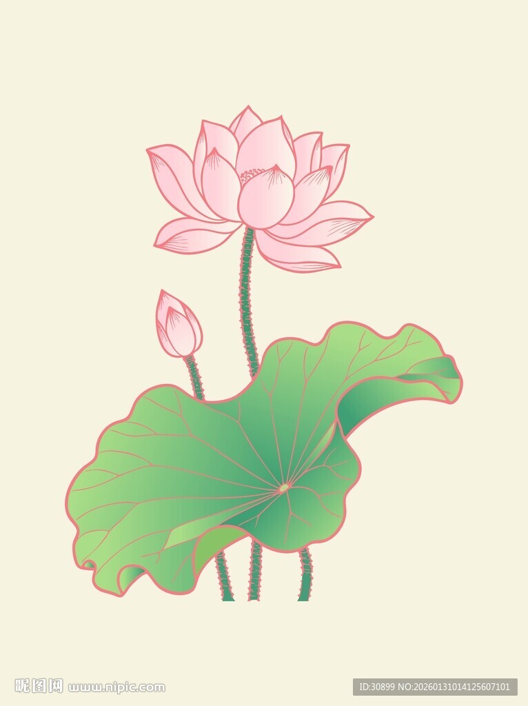 手绘荷花荷叶矢量插画