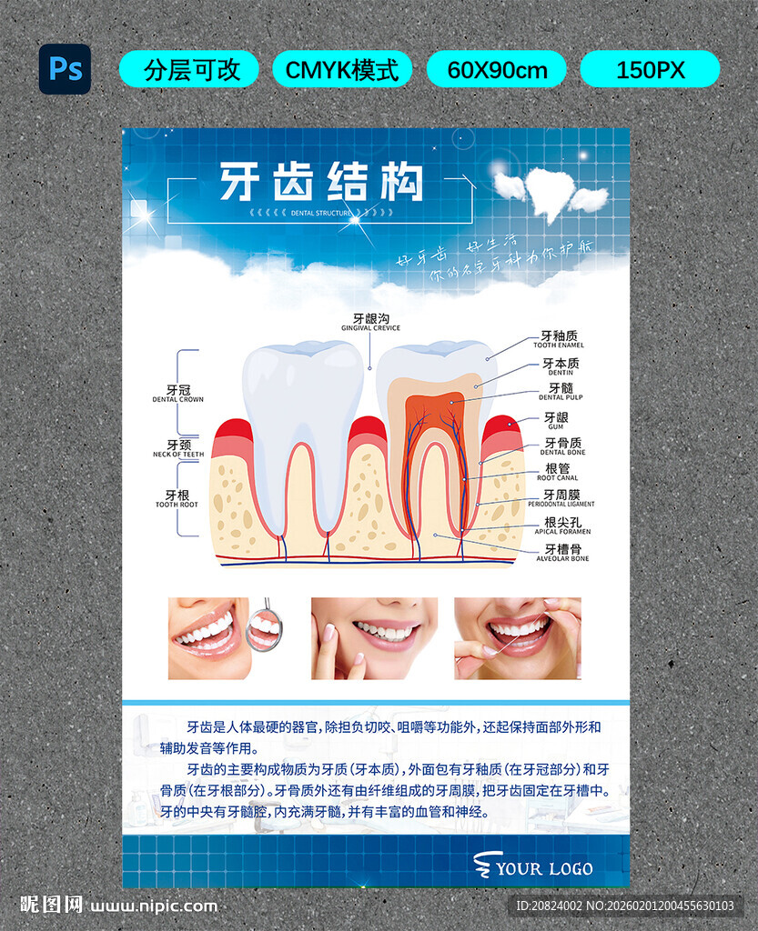 牙齿结构科普海报