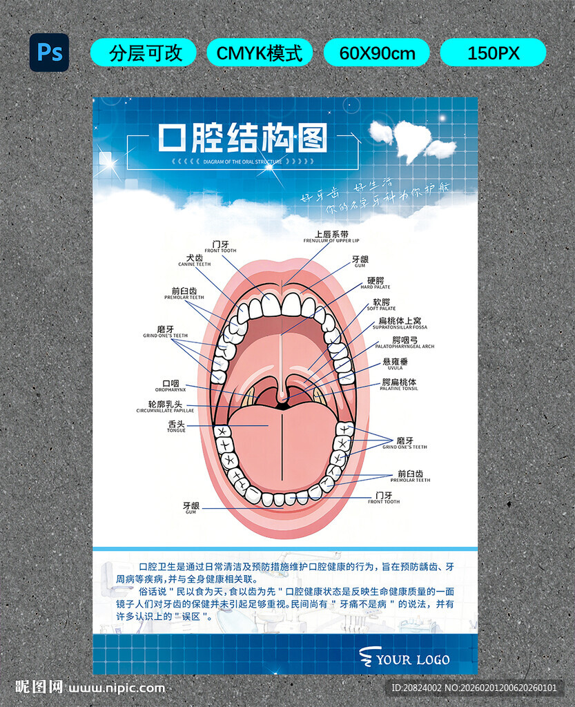 口腔结构图展示