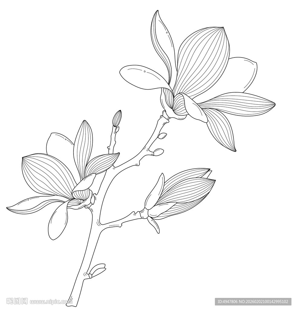 玉兰花枝线条画 矢量图