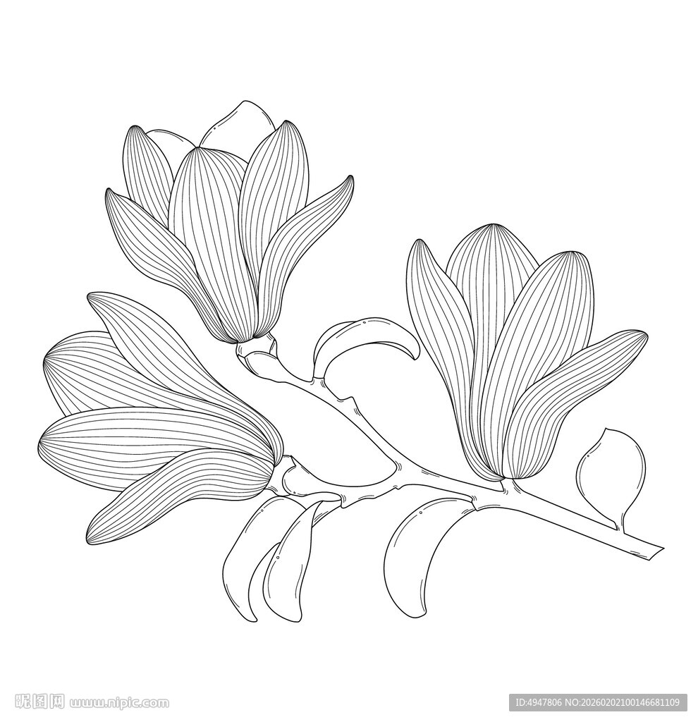 手绘玉兰花枝线条图 矢量图
