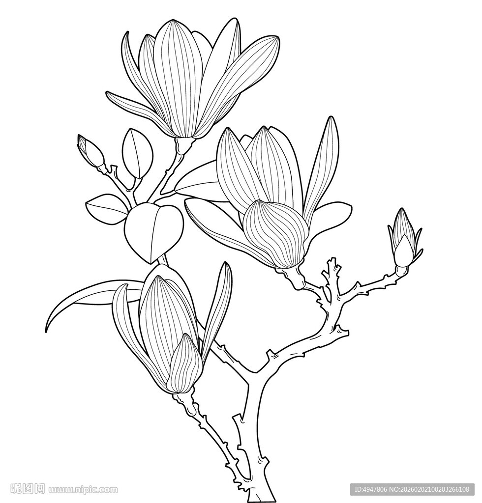 玉兰花枝线描图 矢量图